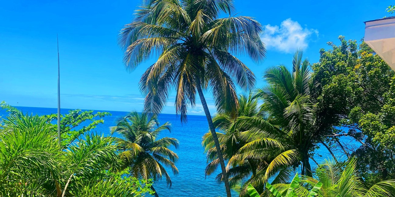 Image of palm trees against an ocean backdrop