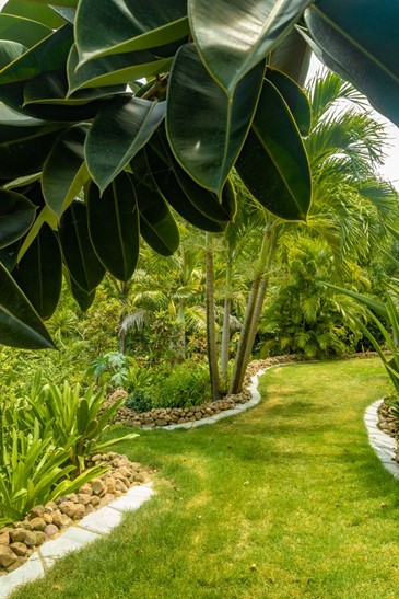 Image of lush green walkway in Woodlands Bay, Montserrat
