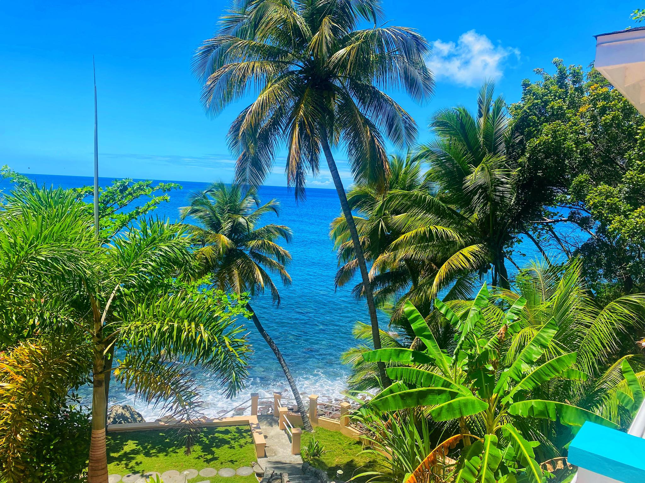 Image of palm trees against an ocean backdrop