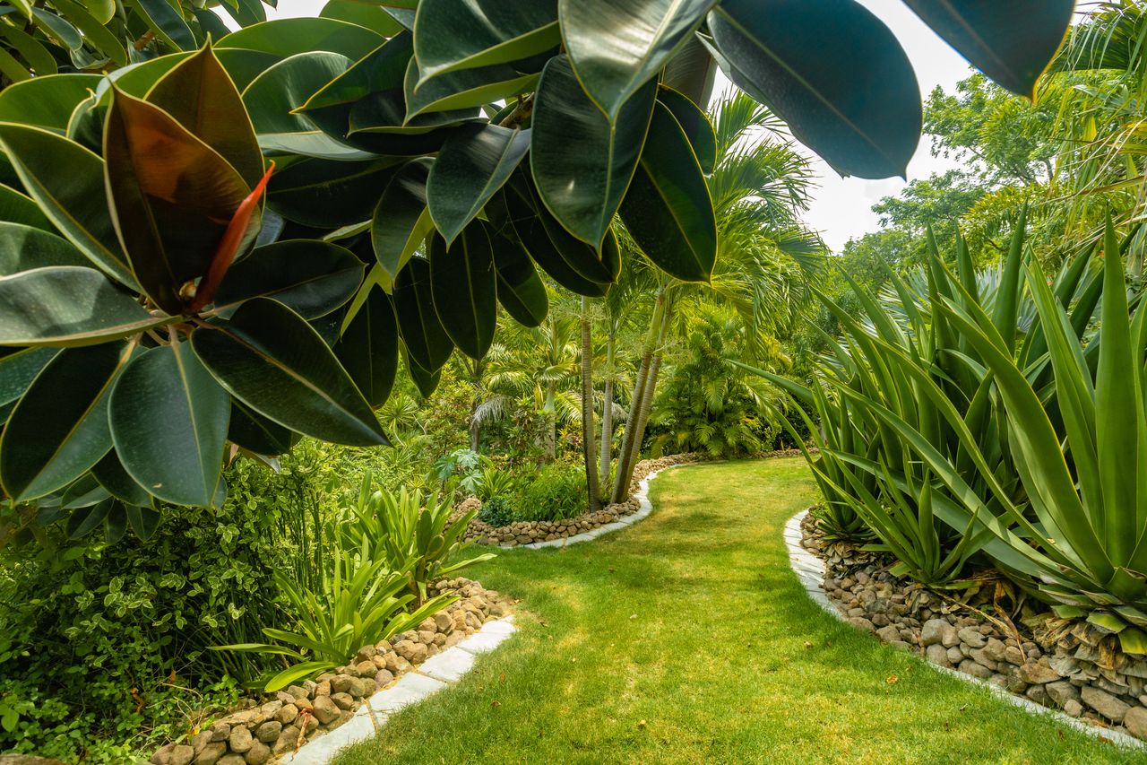 Image of lush green walkway in Woodlands Bay, Montserrat